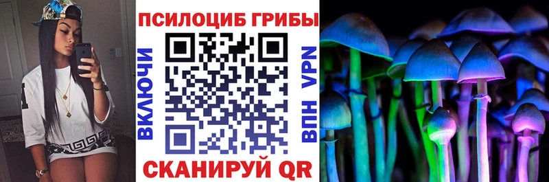 дарнет шоп Грайворон Галлюциногенные грибы Psilocybe